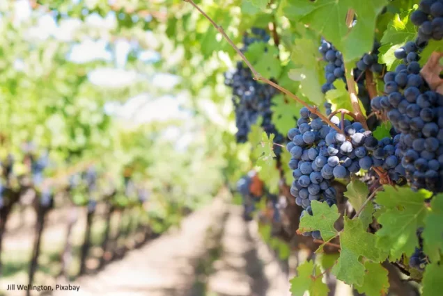 Виноградники Латруна