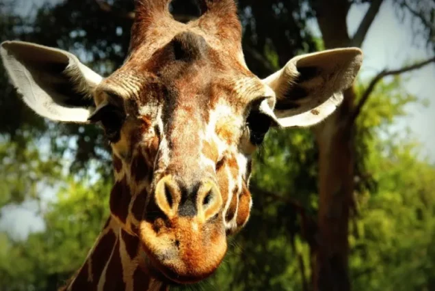 Автобусный тур в Сафари парк