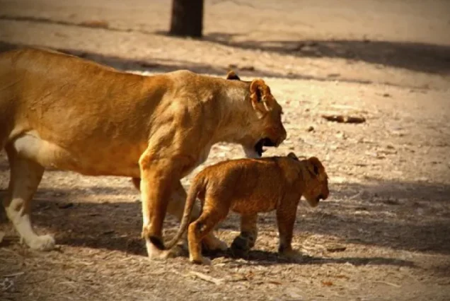 Автобусный тур в Сафари парк