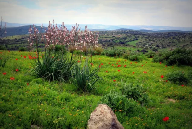 010. Голанские высоты. Замок Нимрод, водопады Баниас